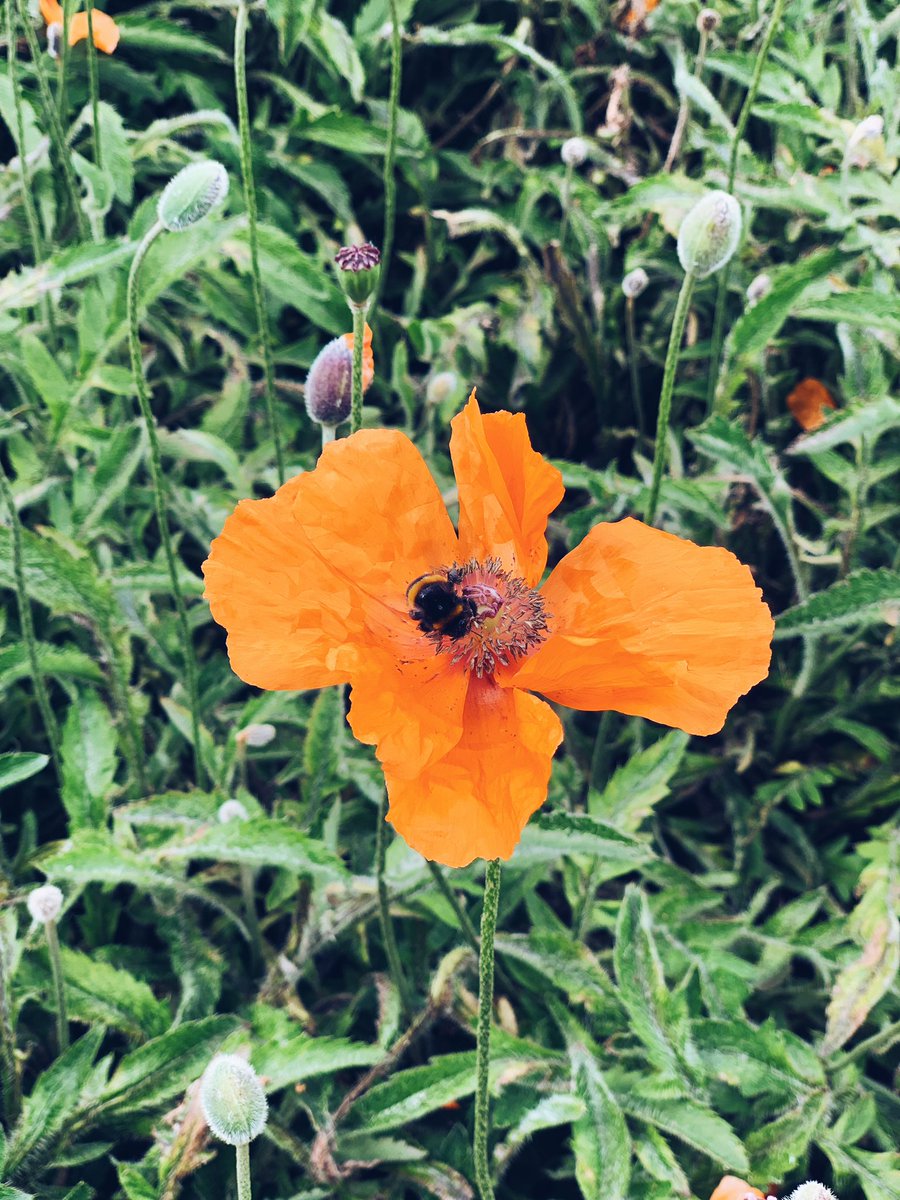 A bumble bee doing his rounds on a bright orange poppy 🐝