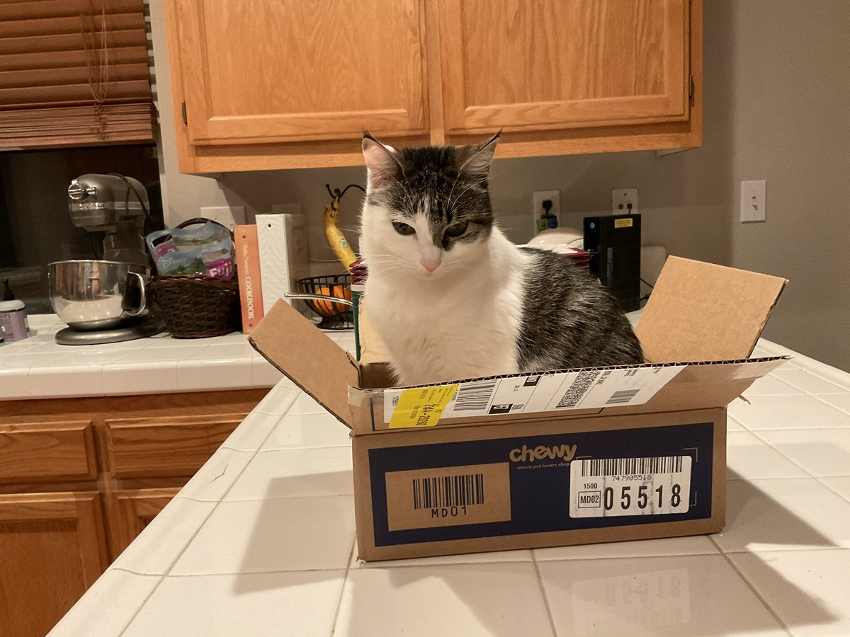 #GoodMorningTwitterWorld from Jadzia-in-the-box. #CatsOfTwitter #CatsOnTwitter #catsinboxes #catinbox