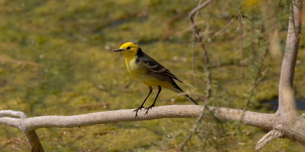 Glad that so many UK birders visit Israel to enjoy its wildlife. To say thank you, did you know you can join UKSPNI and help protect nature for the future ? Have a look at ukspni.org to find out more. Many exciting projects in the pipeline to help migrating birds.