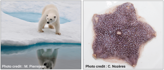 ¿Sabíais que en el Océano Ártico las estrellas de mar son depredadores en la cúspide de las cadenas de alimentación? 
Son el equivalente de los osos polares pero en los fondos marinos. De hecho, una estrella puede alimentarse de un oso polar, pero no al revés... (1/3) #ñamñam