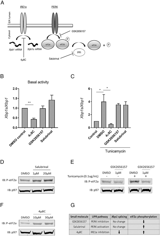 ImmunoHorizons's tweet photo. #ICYMI from Brian P. Doland @OregonState: #UnfoldedProteinResponse leads to #eIF2α phosphorylation and a modest decrease in direct #MHCI #Agpresentation | #ReadIH #immunology #openaccess 👉https://t.co/6EsqWDoDYX https://t.co/6XoTeRtHrM