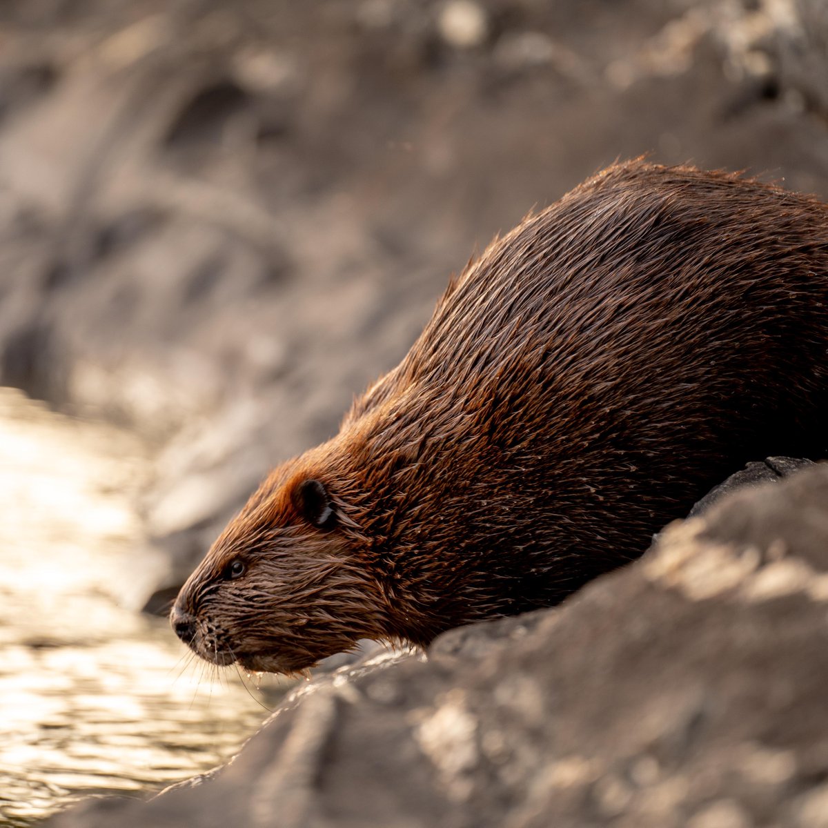 BBCEarth's tweet photo. Beavers are making a comeback 🦫

After being hunted to extinction 400 years ago for their meat, scent sacs and fur, beavers have been successfully reintroduced across the UK.

#EarthCapture by Tim Umphreys via Unsplash

#EarthWeek https://t.co/ITlgJy8Pva