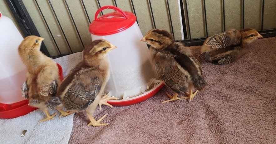 The 'little' uns' have moved into their bigger daytime play area today 😍🐥
Still convinced (hoping) we've a roo and three hens - just look at that stance!!!! 🤞
#Chicks #Chickens #TheGoodLife #OurWeeCottage🏡