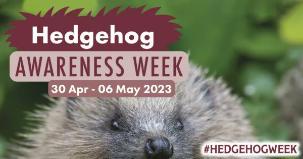 It's almost here! This #HedgehogWeek (30 April-6 May) we're asking you to ‘Think Hedgehog!’ Look at your garden or local greenspace and imagine how useful or dangerous it might be if you were a hedgehog 🦔 Find out what you can do 👉 buff.ly/3L70TEW