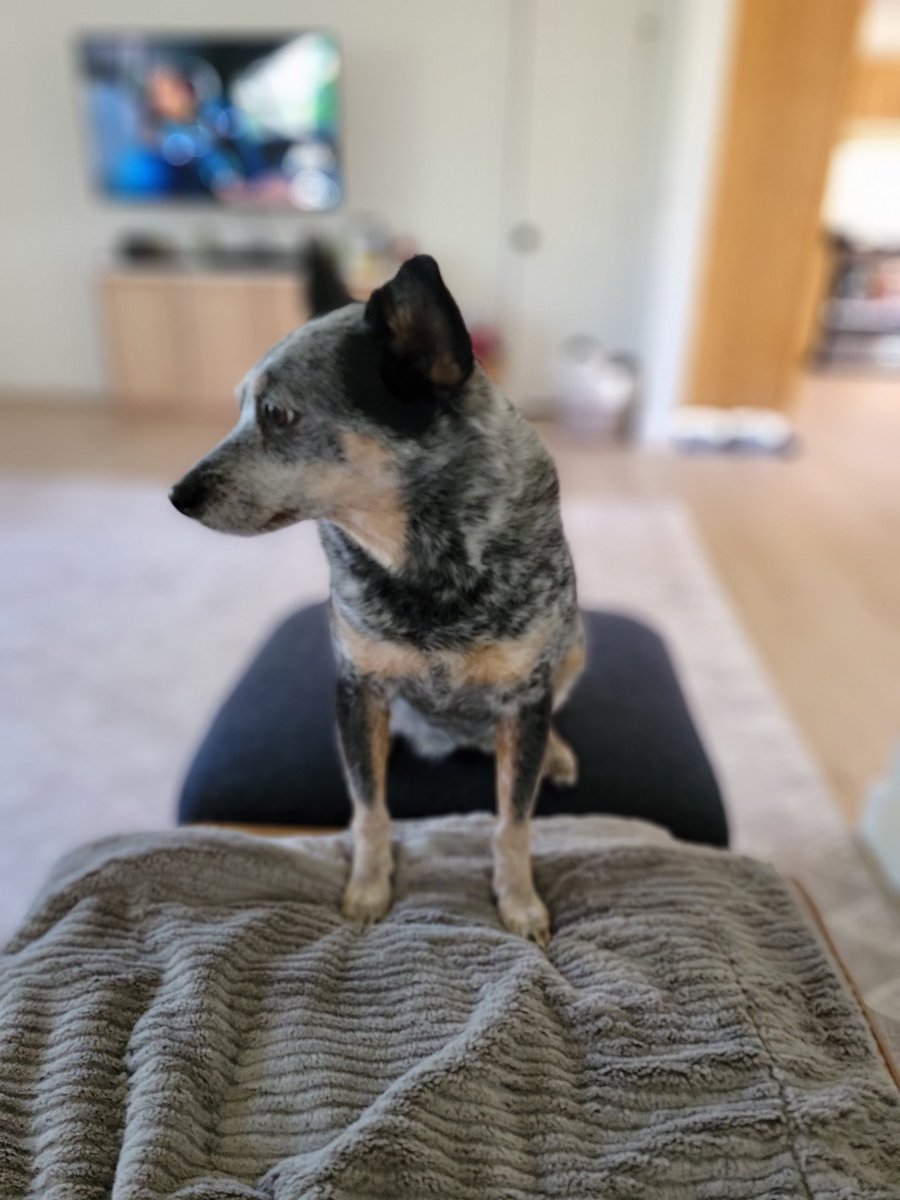 Kylee Dunham tweet media