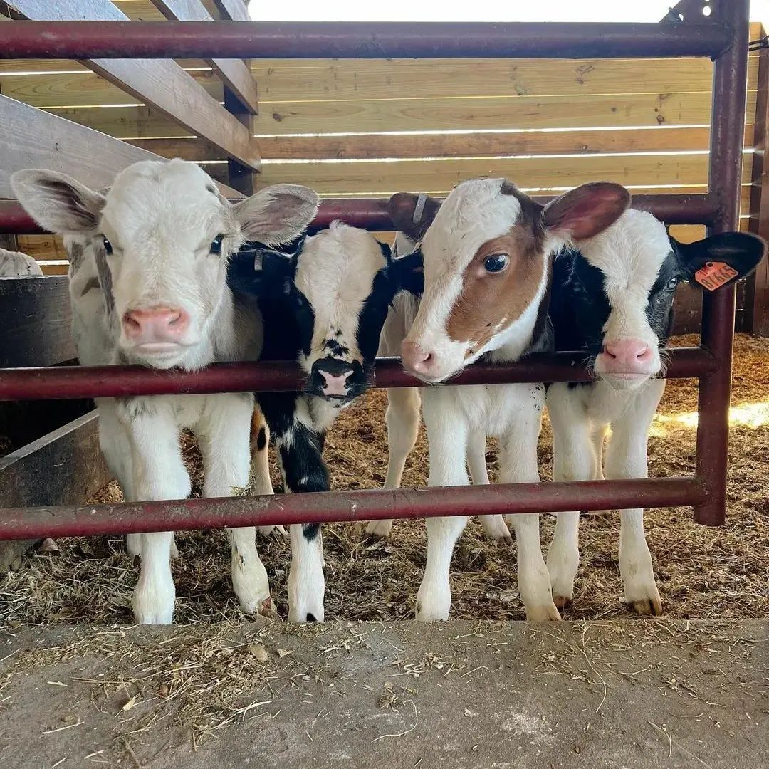 A day in the farm.
#cow
#cowboysnation
#babycow
#cowappreciationday
#cowseverywhere
#cowsarecool
#fluffycows
#happycows
#animal
#cute
#animallover
#cowboyup