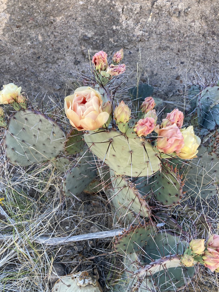 sarahesmith23's tweet photo. West Texas timeline cleanse https://t.co/WSgDfoazFI