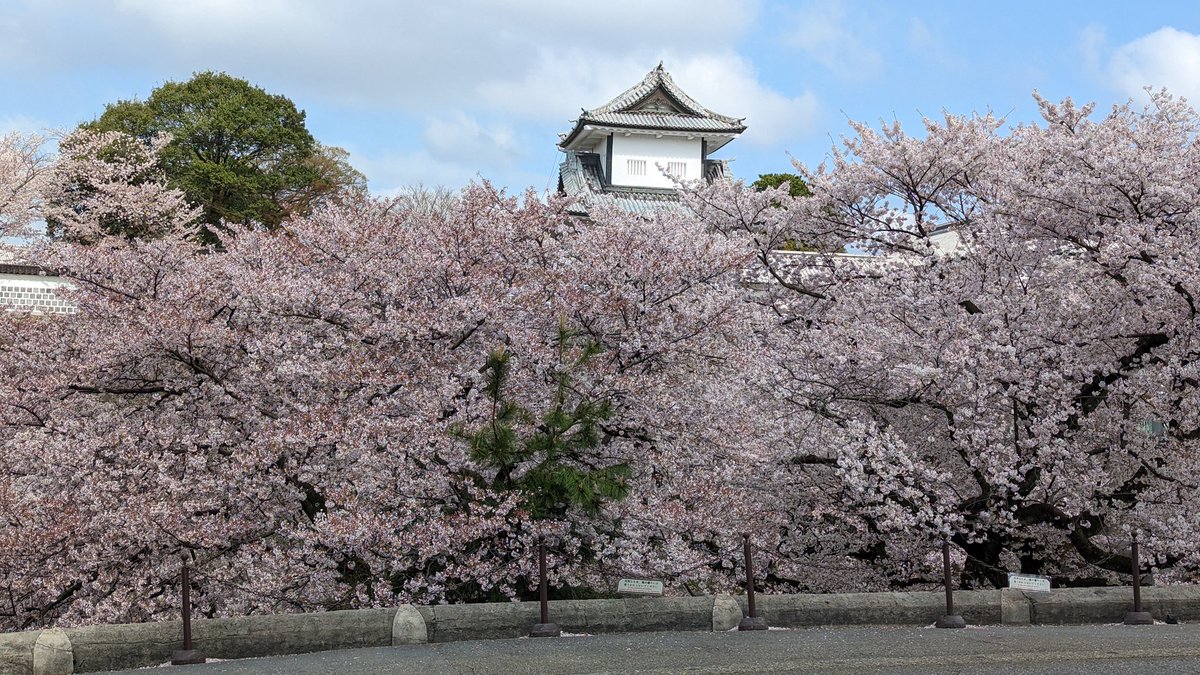 cherryblossom's tweet photo. Hey Twitter, so this cherry blossom did a thing. I went to Japan for 2 weeks. It was beautiful. Of course I took pictures of every sakura tree I passed. How could I not? 🌸🌸🌸😍 https://t.co/5ylV95bQiX