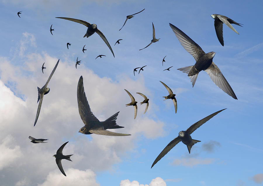 BirdRunmigrate's tweet photo. Our island is so important for many amazing creatures like the #swift and we need to do as much as we can to protect them all. Enter BirdRun today &amp; raise funds for #UK conservation @bbowt and win the chance of a luxury break for 2  https://t.co/x5pz4lOLpK https://t.co/AIiSgN0K8G