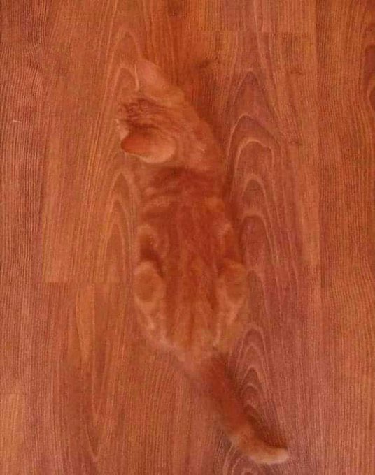 Why you should have a cat (@shouldhavecat) on Twitter photo 