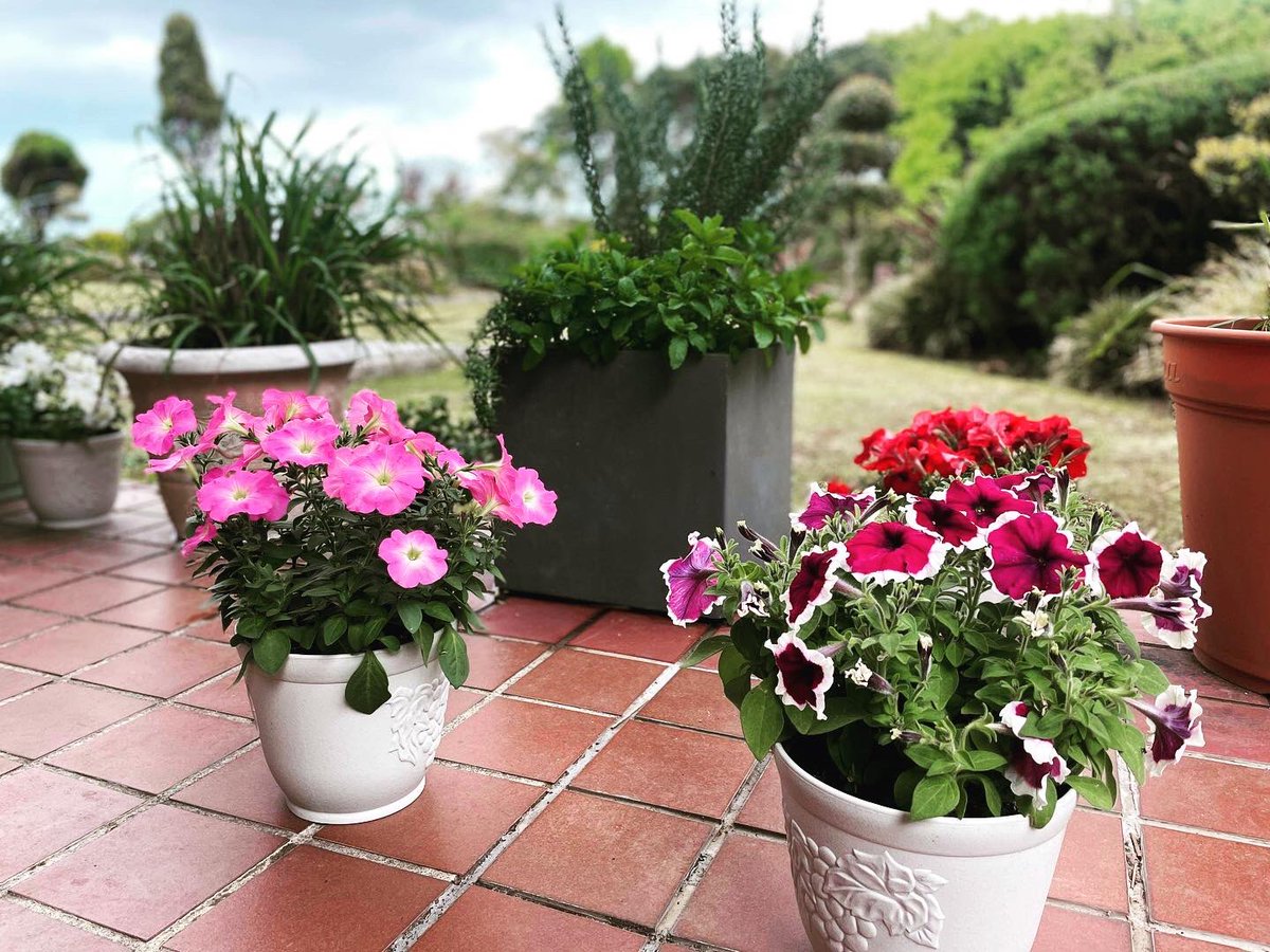 sizen_organic's tweet photo. 心に花を
常連のお客様がお店にお花を飾ってくれました。
店に花がない事を気遣ってくれたのでしょうね。
花を愛でるよう心に余裕を持ちたいです。日々気付かされます😊
https://t.co/uQiqzHbPSl
#花
#平和台公園 #オーガニック #レストラン #sizen #シゼン #平和の塔 #ビュッフェ #宮崎ランチ https://t.co/8CzSldKuCR