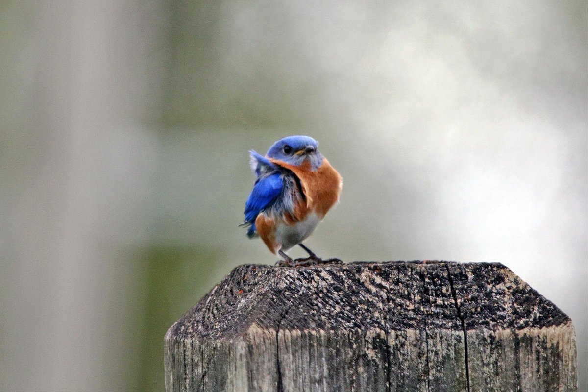 Yesterday's blustery weather ruffled this eastern bluebird's feathers. He made 1A of today's paper. 

#fortwayne #easternbluebird #fosterpark