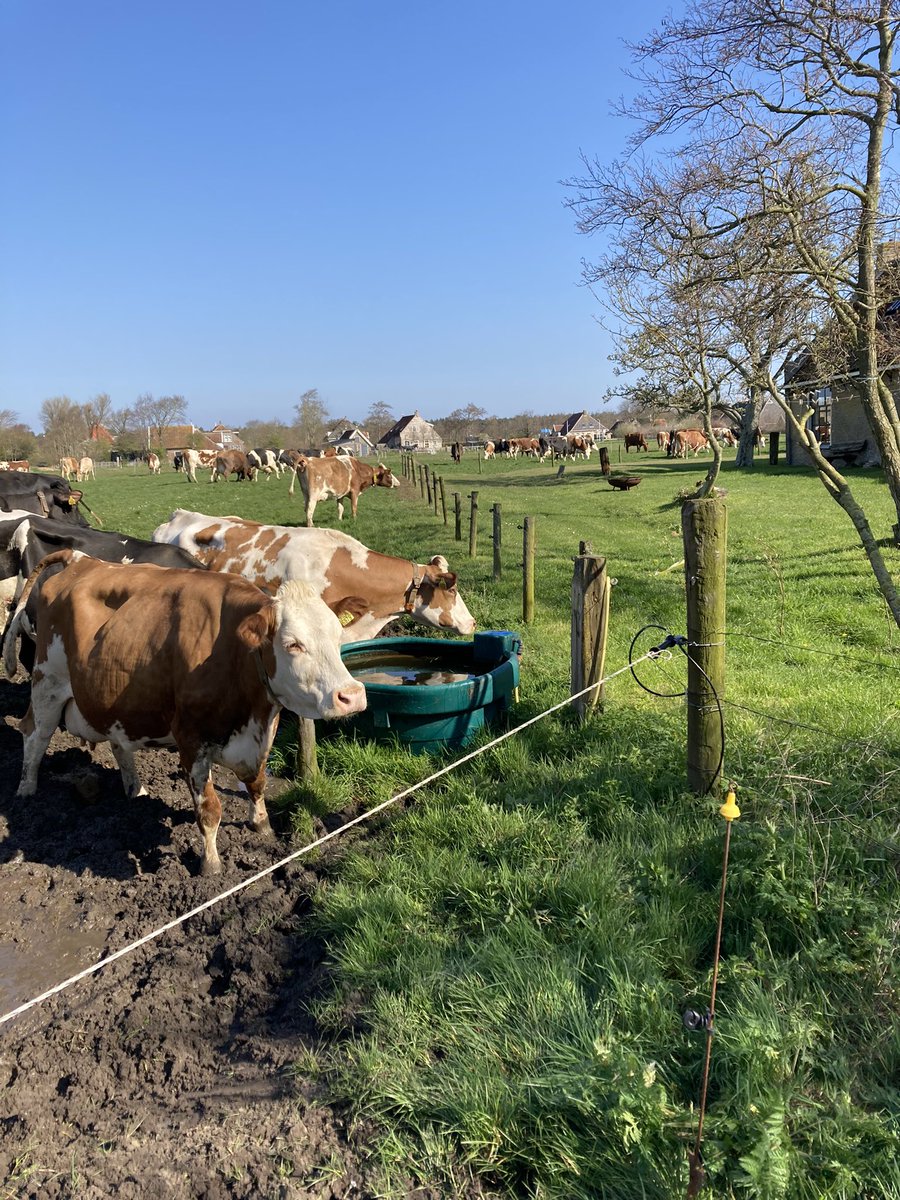 En ze lopen vandaag weer voor het eerst buiten !🥳