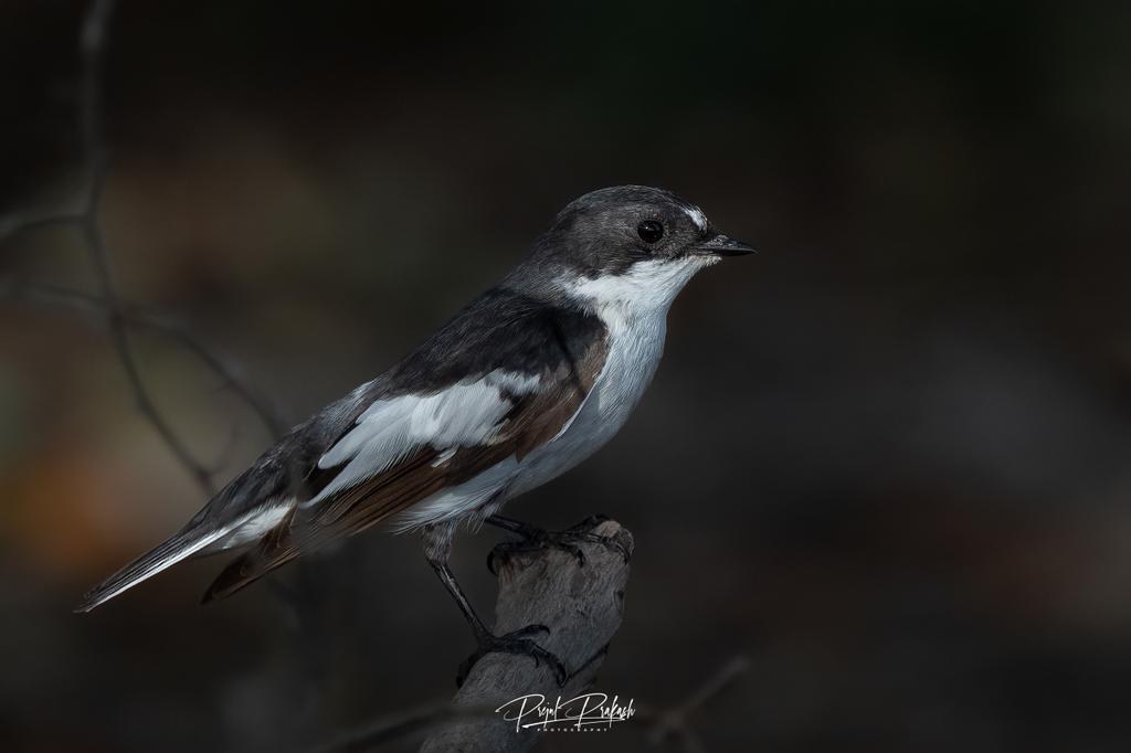 prakash_prejul's tweet photo. Semicollared Flycatcher... 
#BirdsSeenIn2023 #BirdsOfTwitter #BirdsUp #semicollaredflycatcher #BirdsOfBahrain https://t.co/o9XDuyCAsc