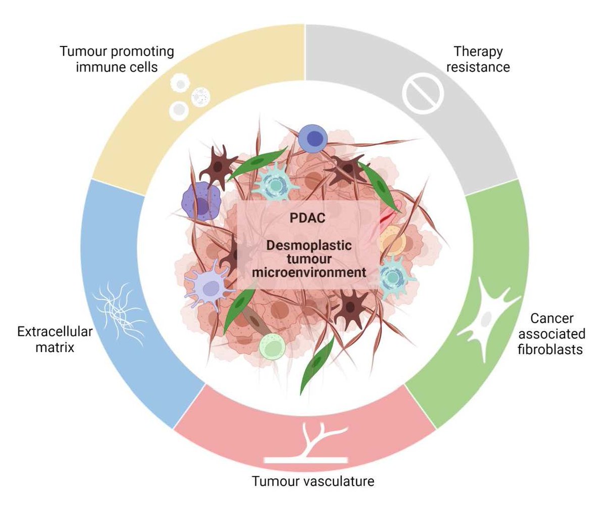 claudine_bonder's tweet photo. Delighted to share our latest review on 'Overcoming the Fibrotic Fortress in Pancreatic Ductal Adenocarcinoma: Challenges and Opportunities' https://t.co/SR43mcJVta 
@kay_mmin  @CharlieFfrench @betacellgirl Mia Shepherdson  @sgeorgebarreto https://t.co/WexlIP1ikt