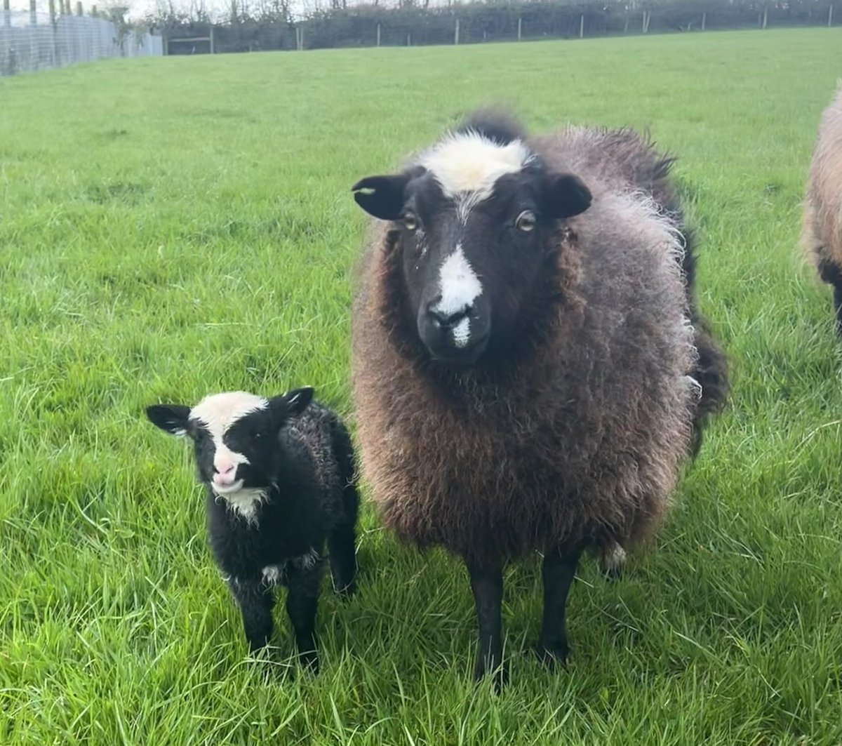 Minxi and little Tinkerbell this morning. Like mother, like daughter…