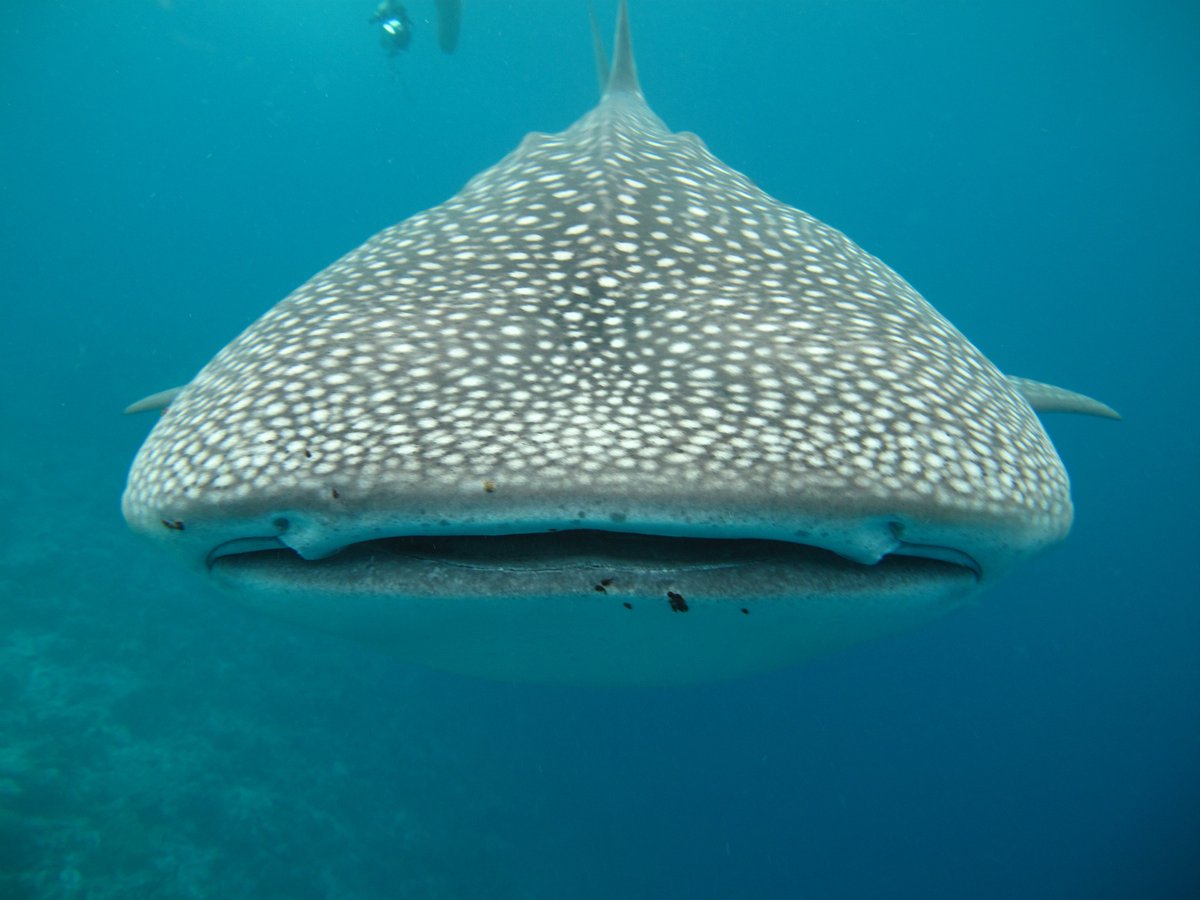 GoBe’s Belinda Collington has travelled to the Maldives this week to volunteer with the Maldives Whale Shark Research Programme to carry out research on ecology of the surrounding area. Find out more about the charity here -  okt.to/jMyip0