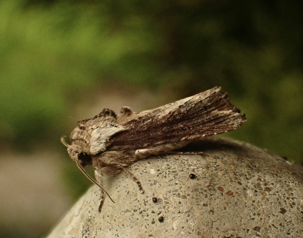 Moth du jour: Silver Cloud (Egira conspicillaris). #GlosMoths