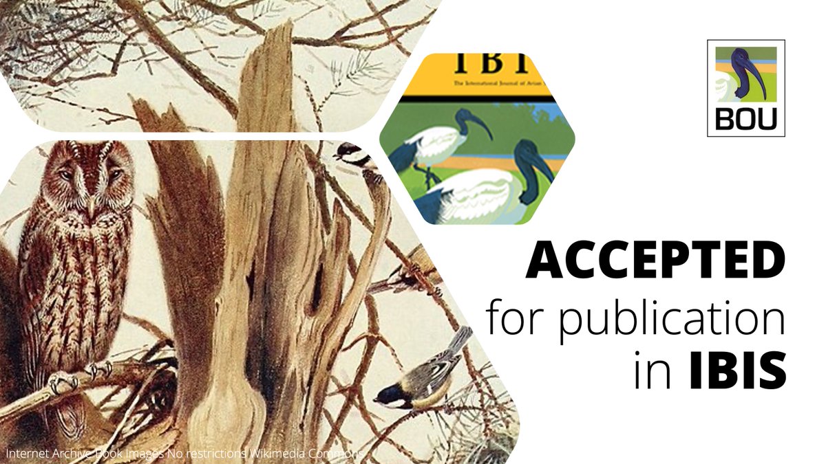 BOU 👩🏻🏫👨🏿🏫🧕🏽👳🏽♂️ 🌈 (@ibis_journal) on Twitter photo ACCEPTED for publication in <a href="/IBIS_journal/">BOU 👩🏻🏫👨🏿🏫🧕🏽👳🏽♂️ 🌈</a>
The number of Great Tit mobbers influences the mobbing response of heterospecific birds | doi.org/10.1111/ibi.13…
<a href="/DutourMylene/">Mylène Dutour</a> <a href="/Dr_M_Cordonnier/">Marion Cordonnier</a> | #ornithology ACCEPTED for publication in <a href="/IBIS_journal/">BOU 👩🏻🏫👨🏿🏫🧕🏽👳🏽♂️ 🌈</a>
The number of Great Tit mobbers influences the mobbing response of heterospecific birds | doi.org/10.1111/ibi.13…
<a href="/DutourMylene/">Mylène Dutour</a> <a href="/Dr_M_Cordonnier/">Marion Cordonnier</a> | #ornithology