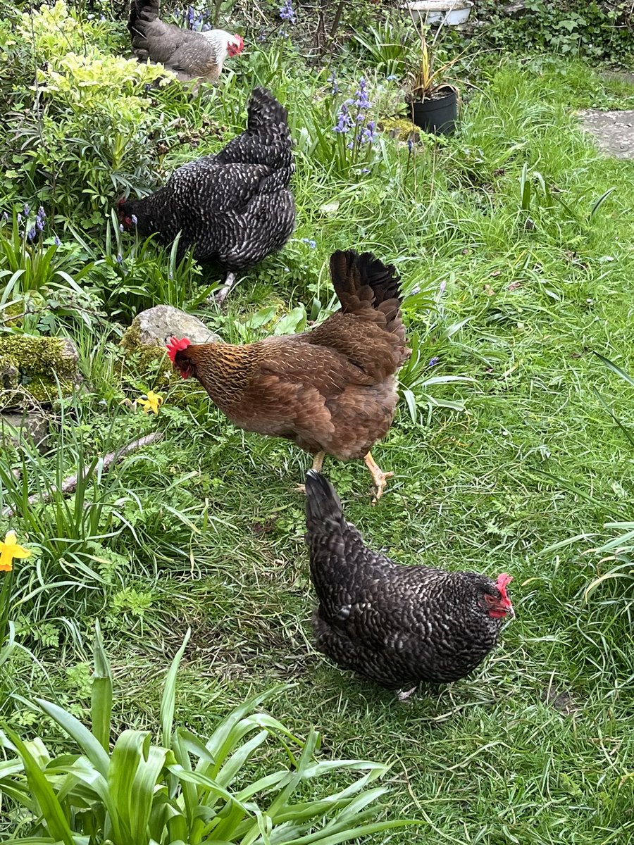 H3l3nHamilton's tweet photo. Legally free #flockdown https://t.co/7zZ7JigccI