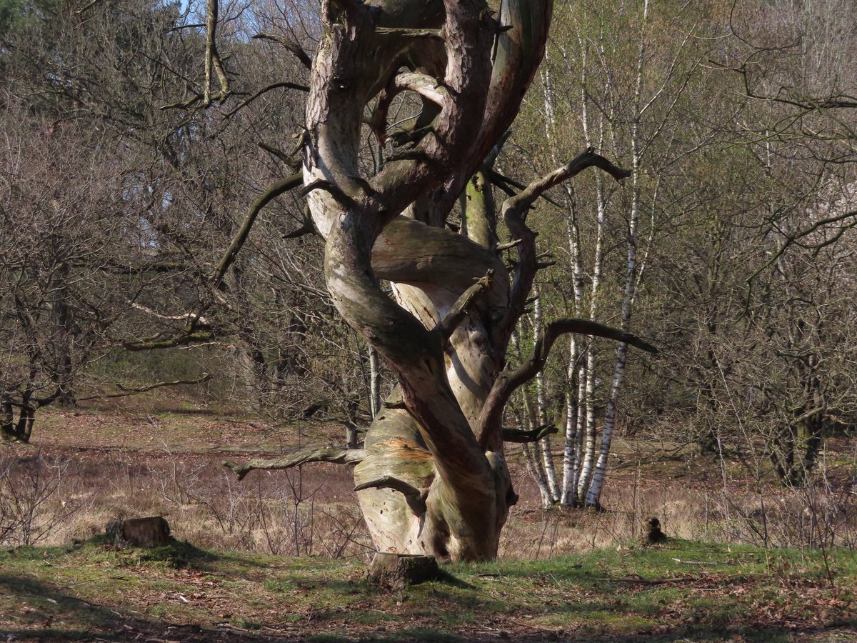 Jan Dijk tweet media