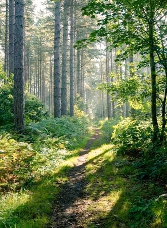 🍒🥀🦋simply_Red🦋🥀🍒 tweet media