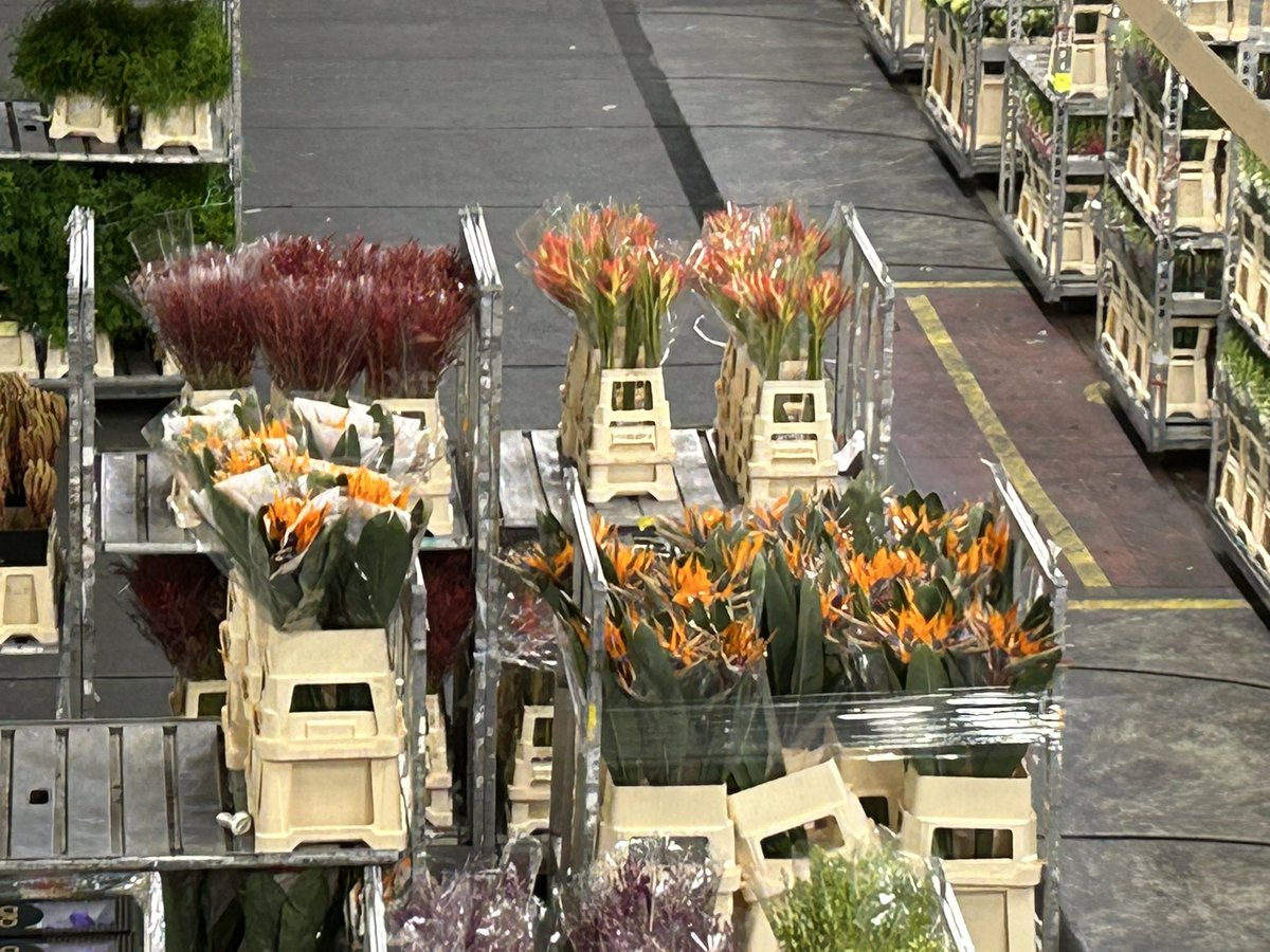 CapitolSoy's tweet photo. Day two of the USDA Netherlands trade mission kicked off early at the flower auction at Royal Flora Holland.  Very interesting to learn how much logistics go into moving flowers from farm to market. https://t.co/wBagHkxALZ