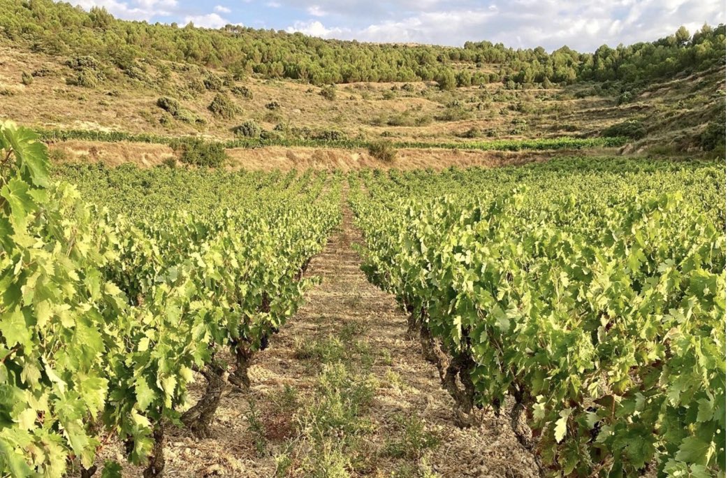 NOTICIASdeRIOJA (@noticiasderioja) on Twitter photo Ya no hablamos de #CambioClimático, sino de una nueva realidad climática, que afecta tanto al ciclo vegetativo de la vid como a los estilos de vinos...
- Retos en el cultivo de la vid
- Prácticas enológicas
➡️ 🍇 <a href="/ostatu/">Bodegas Ostatu</a>
lnkd.in/d3-kjf-9 Ya no hablamos de #CambioClimático, sino de una nueva realidad climática, que afecta tanto al ciclo vegetativo de la vid como a los estilos de vinos...
- Retos en el cultivo de la vid
- Prácticas enológicas
➡️ 🍇 <a href="/ostatu/">Bodegas Ostatu</a>
lnkd.in/d3-kjf-9