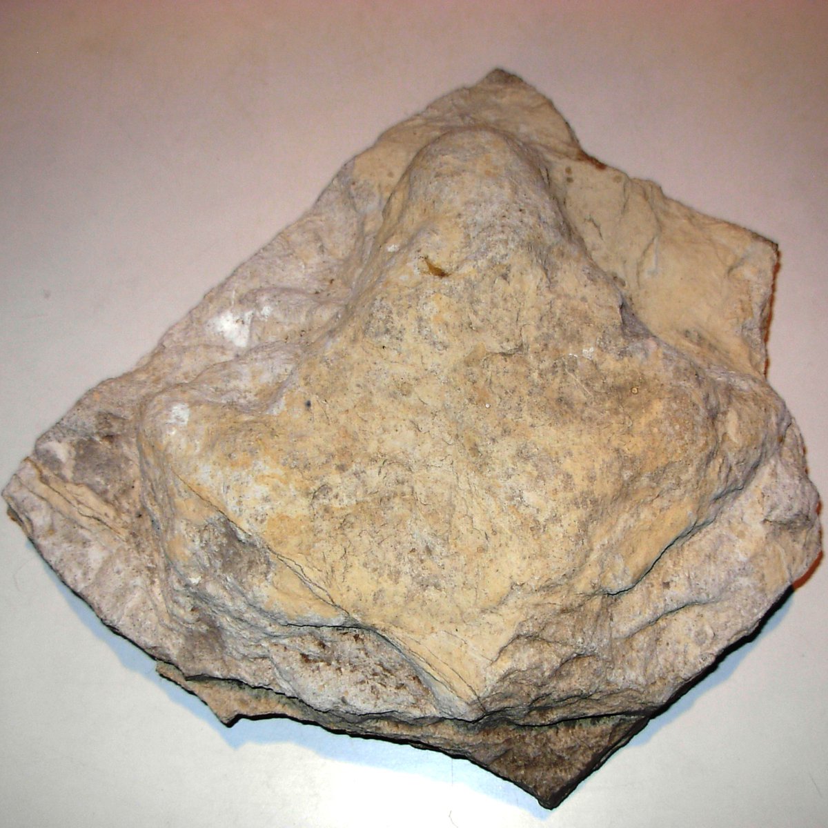 Dinosaurs are coming to Saffron Walden this weekend, in aid of Kidney Cancer UK. Book your tickets at kcuk.org.uk/event/dinosaur…. By the way, have you seen an iguanodon anywhere? We've found a footprint...