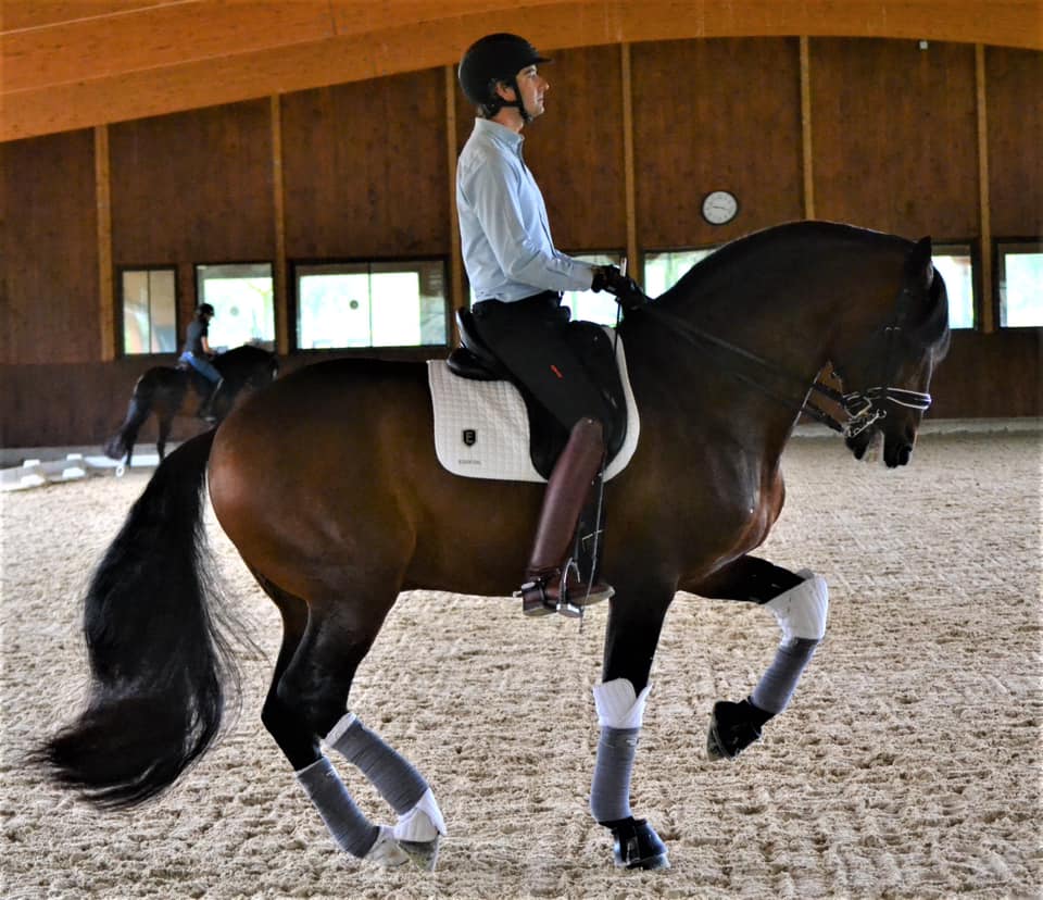 Horselife.es tweet media