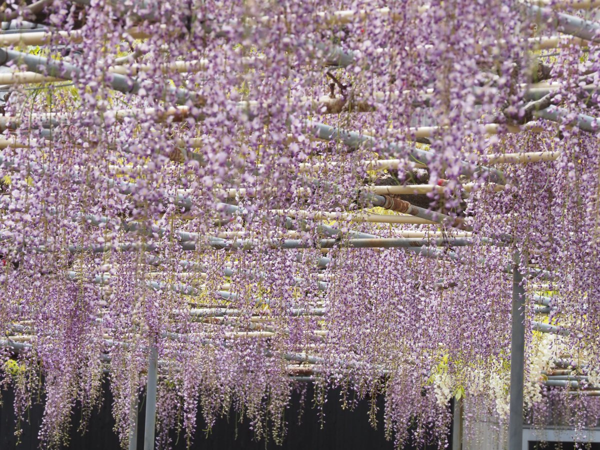 ViewTokai tweet picture