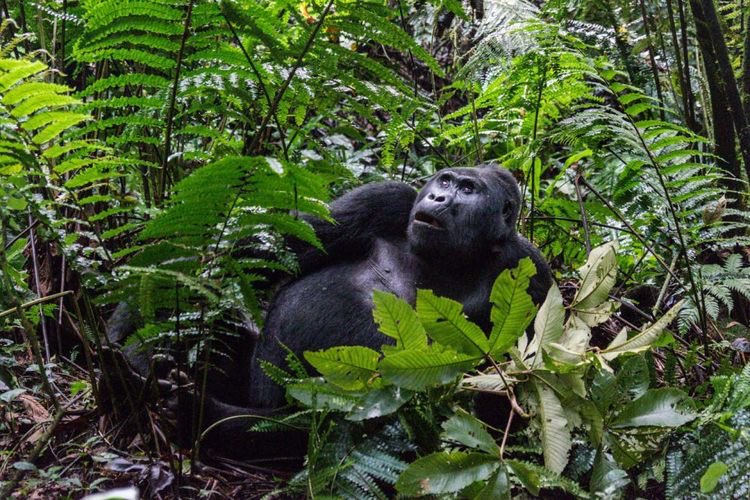 gorillainuganda's tweet photo. Embark on a once-in-a-lifetime journey to Bwindi Impenetrable National Park. 

Home to over 400 endangered gorillas, stunning tropical forests and breathtaking landscapes, it's a must-visit destination for all nature lovers. 

https://t.co/dQdPUSw0J9

#ExploreUganda https://t.co/ukb7ZFvDOY
