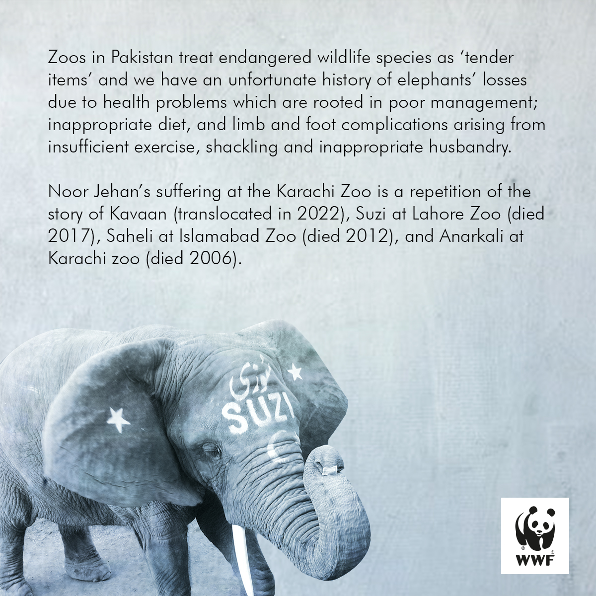 WWFPak's tweet photo. Noor Jehan's story is heartbreaking! It is also unfortunate because this is a familiar story of elephant neglect in Pakistan's zoos.

Click here to read the position paper: https://t.co/G11jyy2SDI https://t.co/om1EhAQoJH