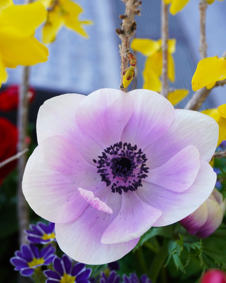 mainau's tweet photo. Sie zaubern uns gerade täglich ein #Lächeln ins Gesicht: Die Kronen- #Anemonen (Anemone coronaria) blühen in vielen Farben u.a. beim #Schwanenbrunnen und den #Mediterranterrassen 💜 https://t.co/y7BWV0QnT3