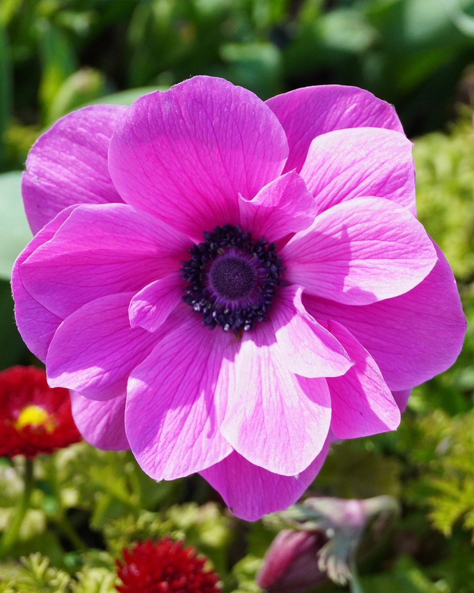 mainau's tweet photo. Sie zaubern uns gerade täglich ein #Lächeln ins Gesicht: Die Kronen- #Anemonen (Anemone coronaria) blühen in vielen Farben u.a. beim #Schwanenbrunnen und den #Mediterranterrassen 💜 https://t.co/y7BWV0QnT3