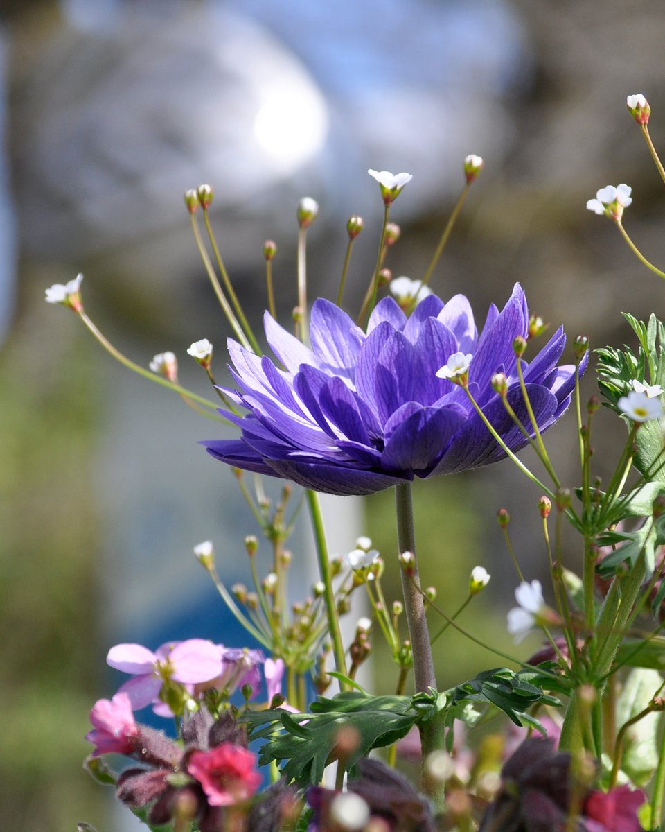 mainau's tweet photo. Sie zaubern uns gerade täglich ein #Lächeln ins Gesicht: Die Kronen- #Anemonen (Anemone coronaria) blühen in vielen Farben u.a. beim #Schwanenbrunnen und den #Mediterranterrassen 💜 https://t.co/y7BWV0QnT3