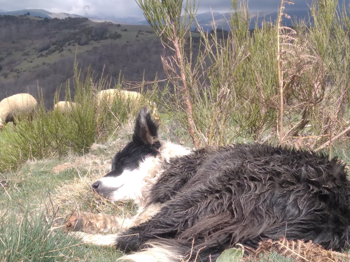 #TuitAtemporal 😒
#NoTalaiant
#PrefeDimissió
#MalPastorDimissió
#QuedaDit 🤟🤟