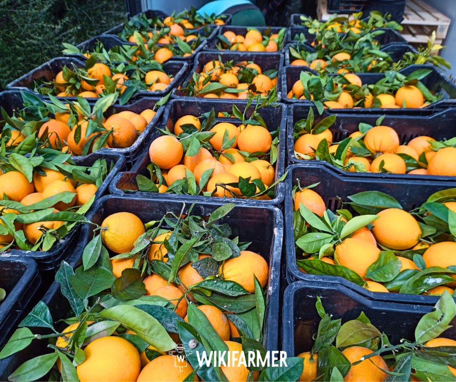 Wikifarmer Official tweet media