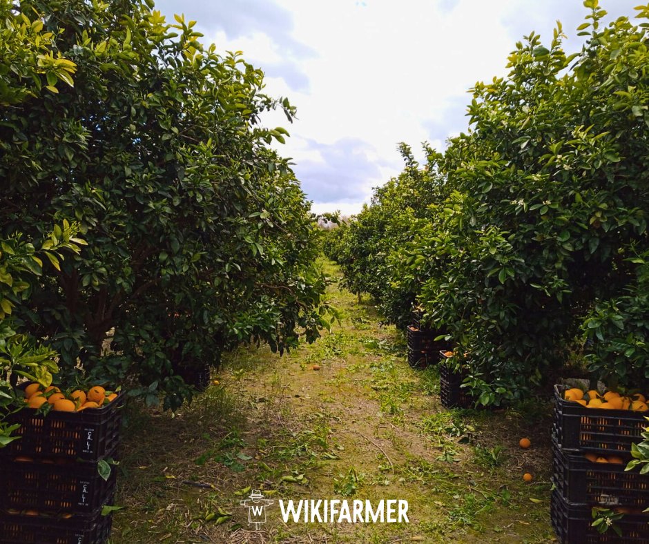 Wikifarmer Official tweet media