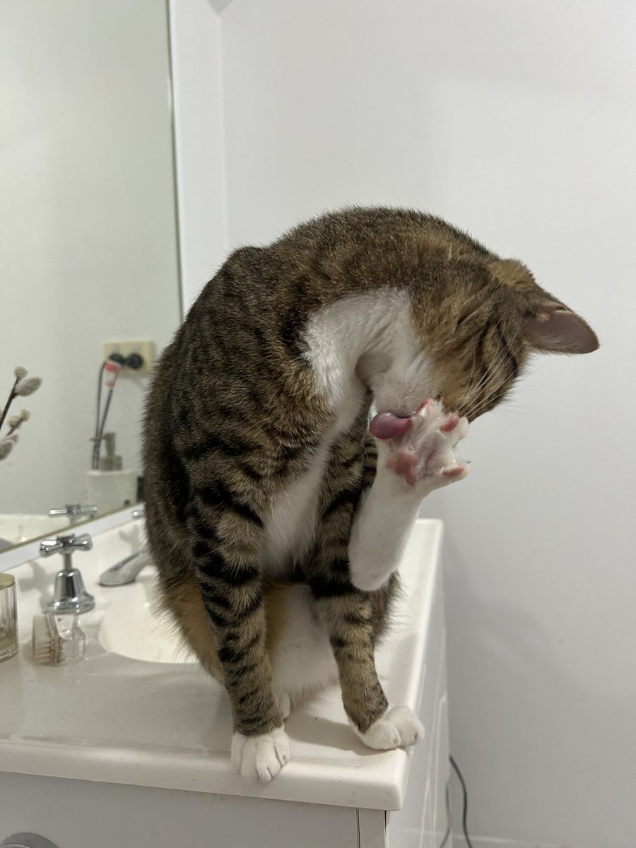 TicsVitsJacThic's tweet photo. If you see this tweet, quote tweet it with the most recent photo you took of your pet. No cheating. https://t.co/P9DsOHGiLI