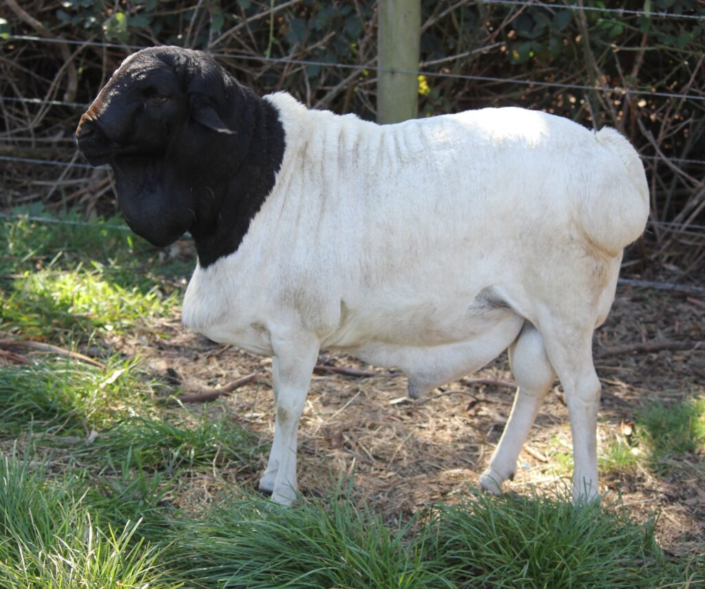 demi_farm's tweet photo. The Blackhead Persian is a fat-tailed breed of domestic sheep reared for its mutton.

The sheep is originally from Somalia.

The breed is also a type of hair sheep, meaning they do not grow wool and tolerate heat better than wooled breeds.

We hope you learnt something new! https://t.co/SgUoEez7ER