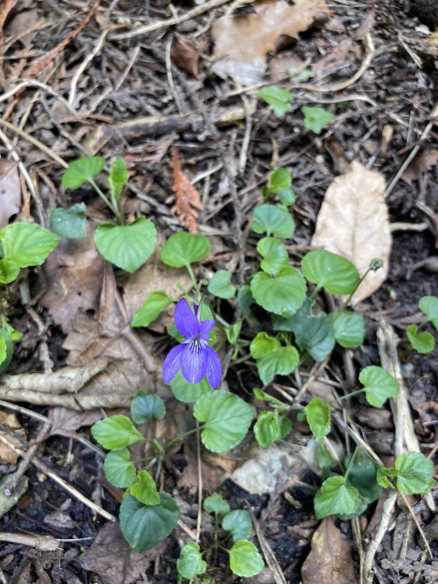 EmsApothecary's tweet photo. There is so much colour coming to life 🥰 Just look at the #beautiful #purple of these delicate #Violets. 💜

#wildviolets #herbaltea #tea #apothecarycabinets #apothecary #natural #nature #naturelovers #witchcraft #fyp #naturalremedies #nature #natural #Spring #April https://t.co/fUftS25cD2