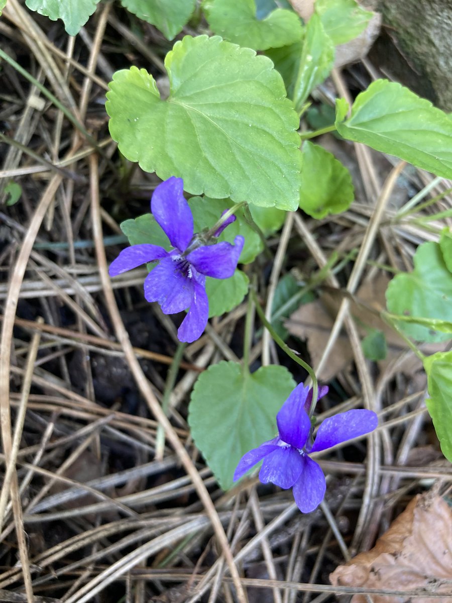 EmsApothecary's tweet photo. There is so much colour coming to life 🥰 Just look at the #beautiful #purple of these delicate #Violets. 💜

#wildviolets #herbaltea #tea #apothecarycabinets #apothecary #natural #nature #naturelovers #witchcraft #fyp #naturalremedies #nature #natural #Spring #April https://t.co/fUftS25cD2