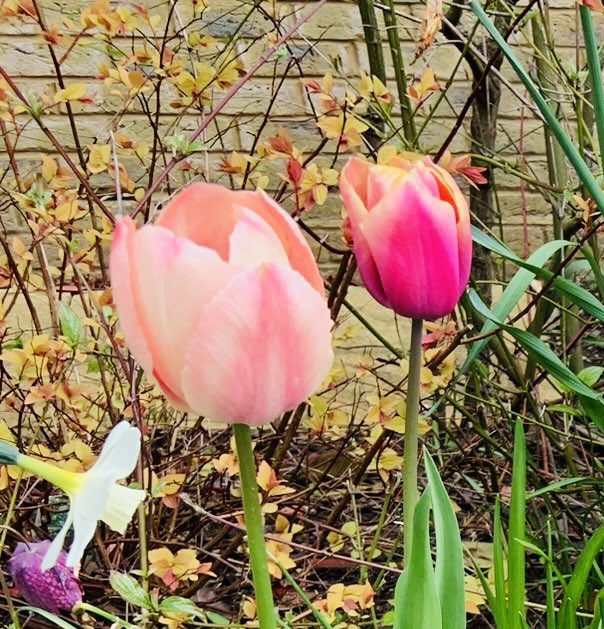 SkylarkArtist's tweet photo. Tu tulips…
with footlight
#tutu #tulips #footlight #narcissus #spring
🌷🌷 https://t.co/3xICXNBf6r