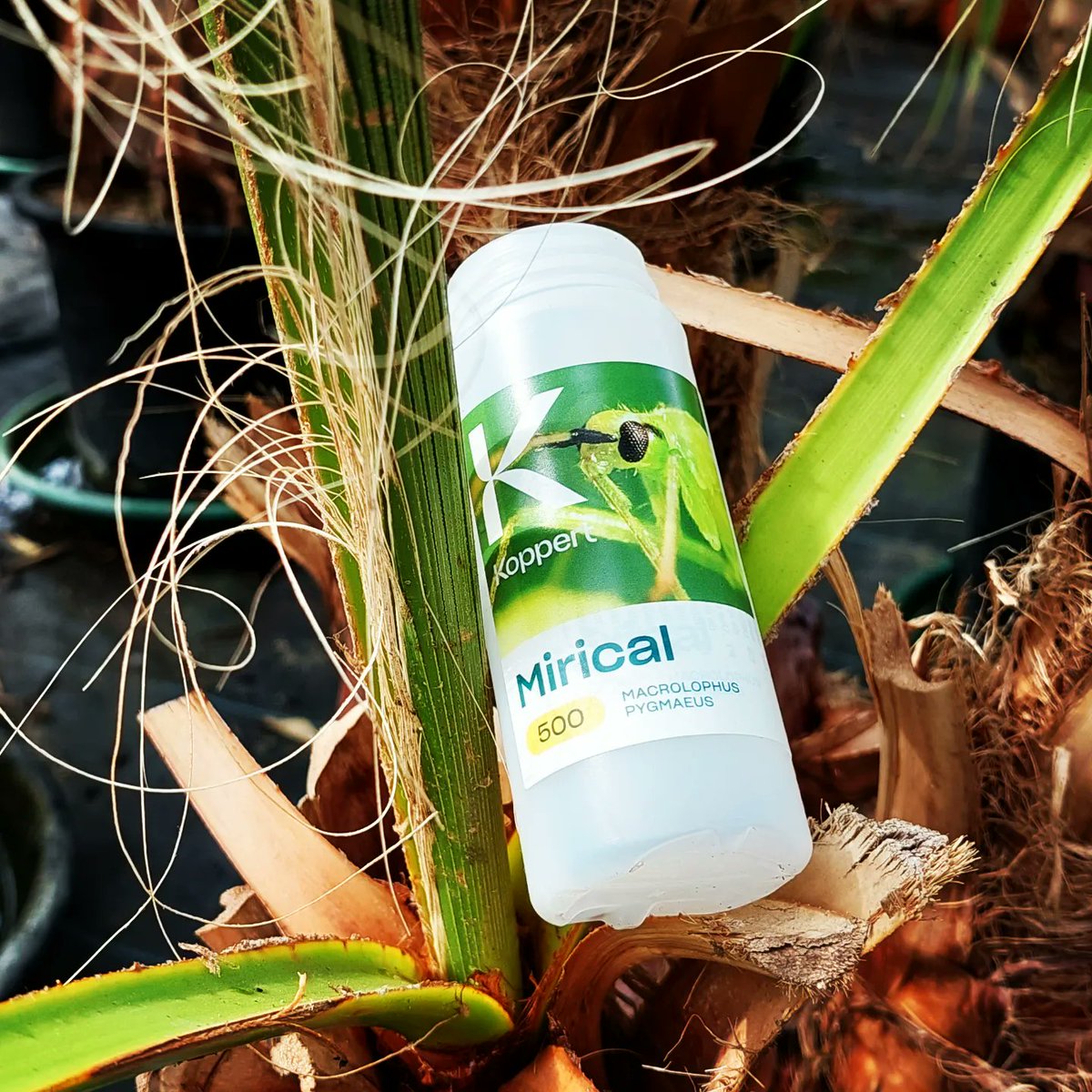 Mircal GrowingArt ~ plant verhuur (@verhuurplanten) / Posts / X