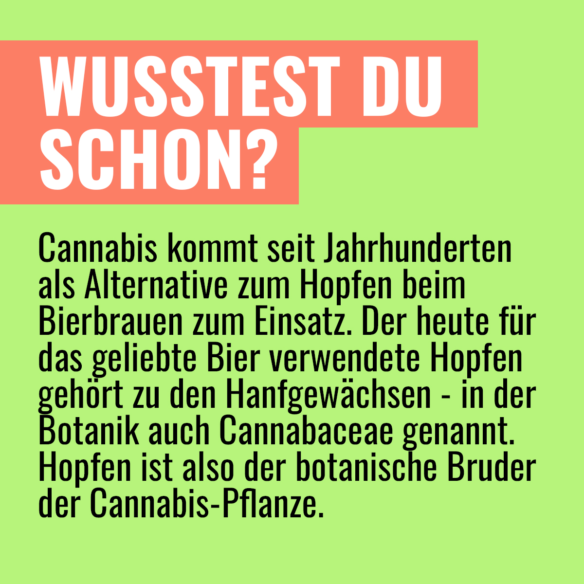 myweedo's tweet image. 🍁🌾 Cannabis und Hopfen sind auf natürliche Weise miteinander verwandt 🍺⠀⠀⠀⠀⠀⠀⠀⠀⠀

#cannabis #hopfen #cannabaceae #weedo #wusstestduschon #schongewusst #goodtoknow