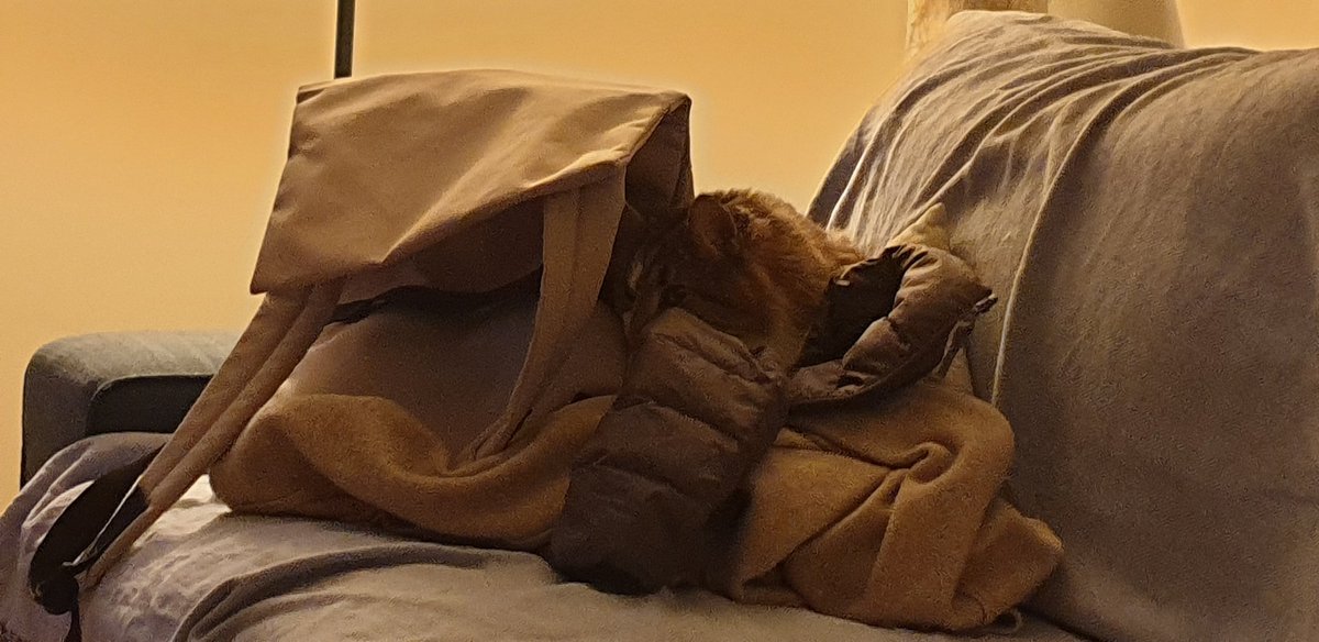 Actin_Jackson's tweet photo. Get someone who looks at you the way Tad looks at the world from his bag-jacket cave.
With deep apprehension and fear. https://t.co/Coc6rfdEzI