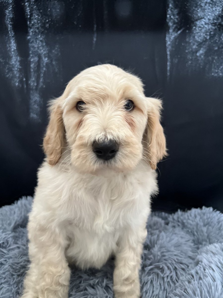 decdebring's tweet photo. Are you looking for a loyal and intelligent companion? Look no further than our #giantSchnoodlepuppies! These adorable pups are a cross between a standard Poodle and a giant Schnauzer and are the perfect mix of playfulness and affection. https://t.co/JF7uTsVg6k https://t.co/Sl0ltV9ZnB
