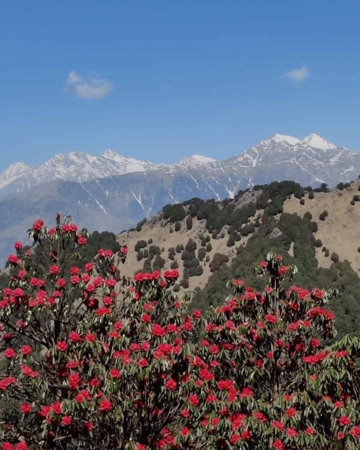 Tweet2Shashank's tweet photo. The flowers are not coming from any farms but are harvested from jungles between Bir &amp; Billing in Himachal Pradesh by locals at over 5000 feet above sea level 😇

Order here :
https://t.co/wIPFvQu1qy

Ships all over India 🤟

@CMOFFICEHP @hp_tourism https://t.co/1DNoplAVZw
