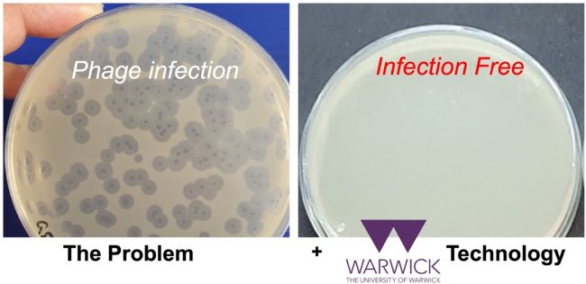 uniofwarwick's tweet image. Bacteria used in biological and biomedical research can become contaminated with viruses, causing significant down-time in research and industrial processes. New research has found that a polymer can prevent these phage infections.

Read more: warwick.ac.uk/newsandevents/…